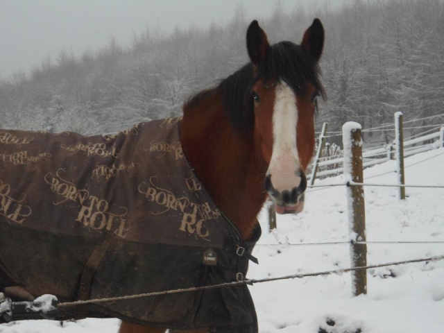 Uno de nuestros caballos 
